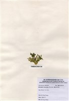 藏品(盤狀仙掌藻)的圖片